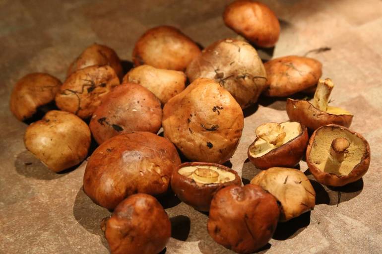 Butterdish is a tubular edible mushroom