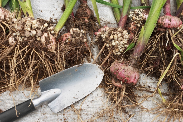 Digging gladioli