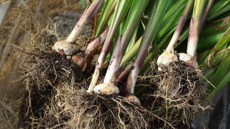 Proper excavation of gladioli from the ground