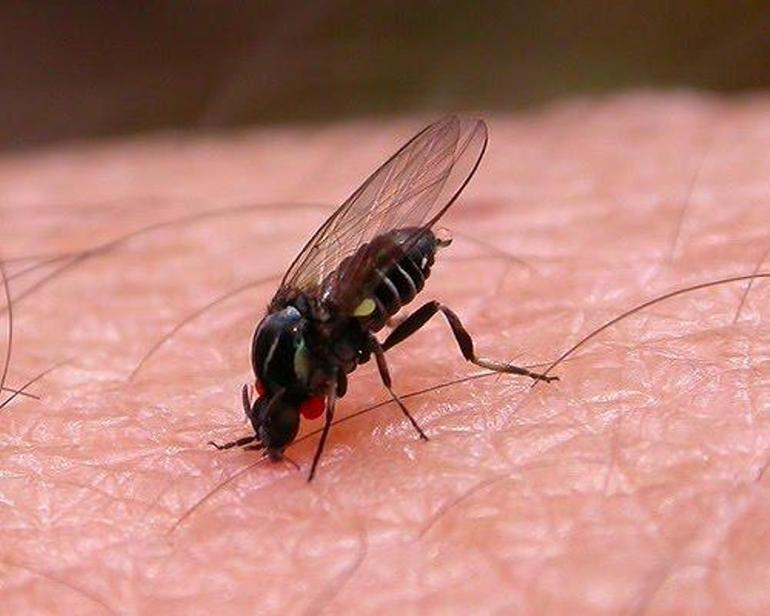 Les conséquences d'une morsure de mouches