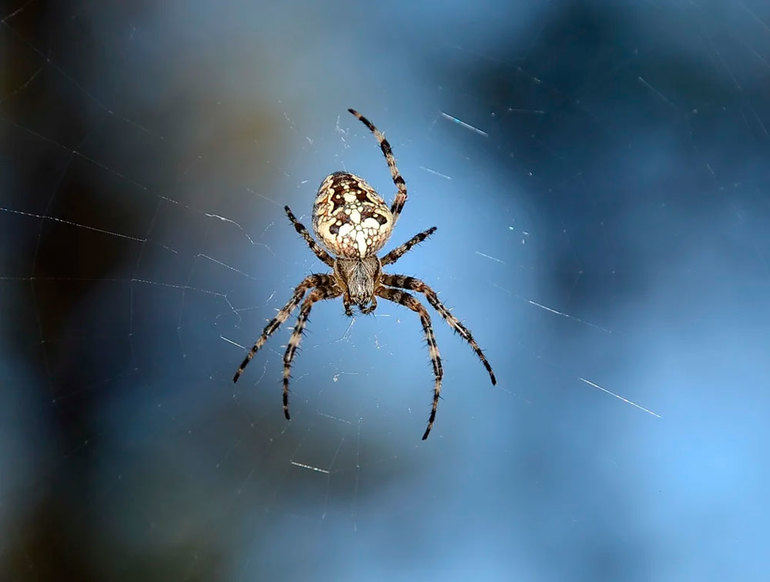 Une araignée est-elle une croix dangereuse pour l'homme