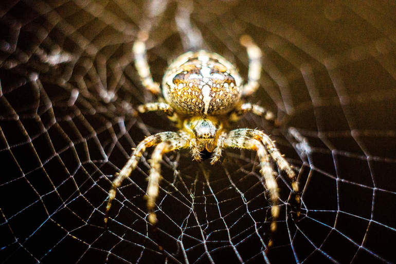 Qu'est-ce qu'une araignée croise