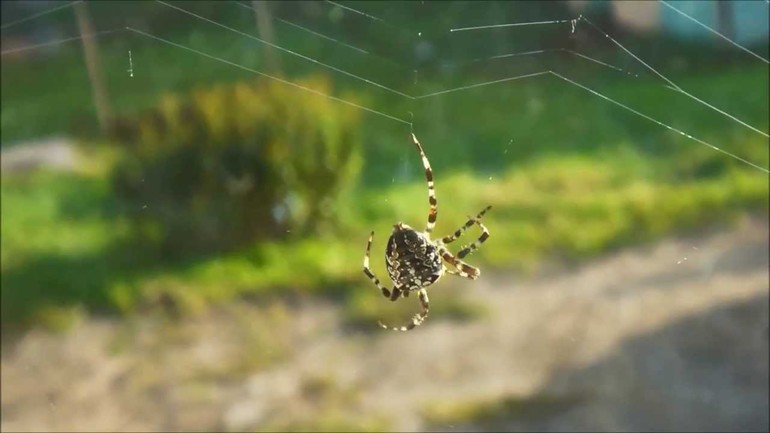 De quelle couleur une araignée peut-elle être une croix