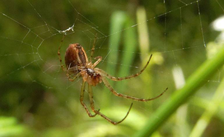 Photo d'araignée croisée