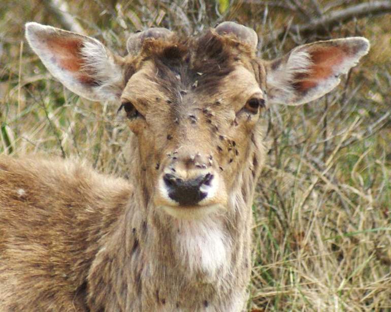 Les sangsues sont capables d'épuiser grandement un grand animal