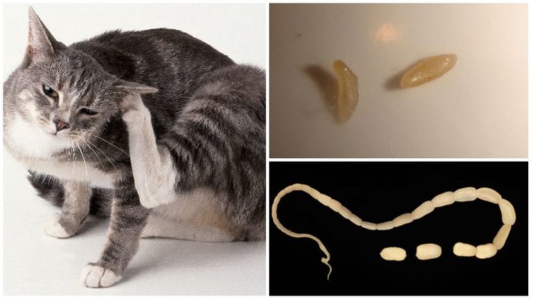 Cucumber tapeworm in cats