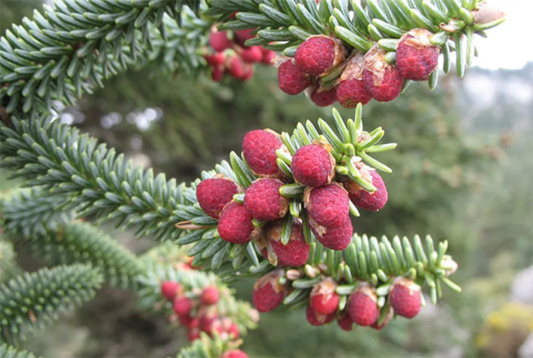 Sapin