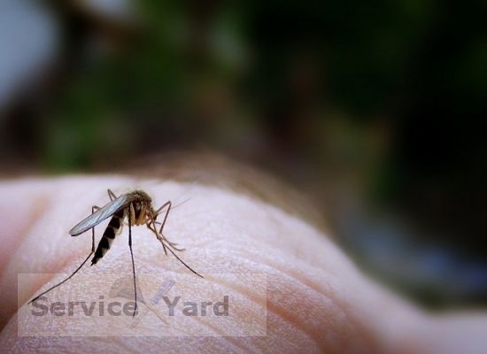 Mosquito control