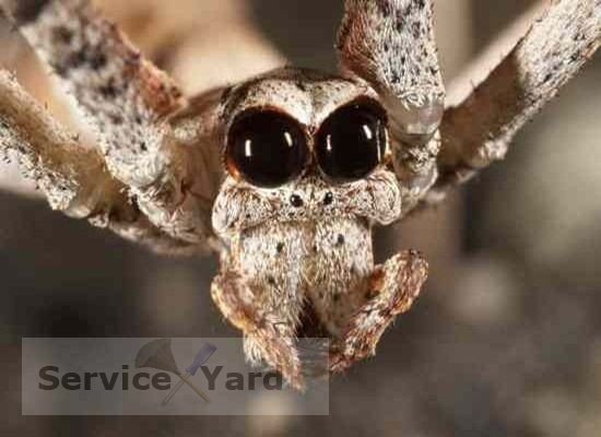 A quoi servent les araignées dans la maison?