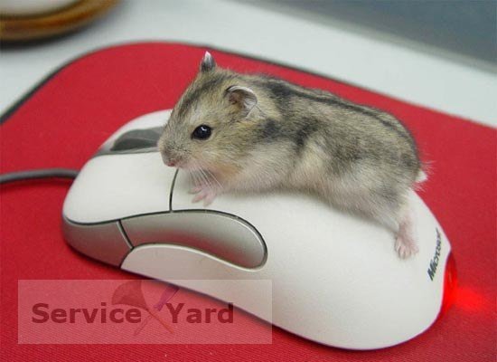 Comment se débarrasser de l'odeur de souris?