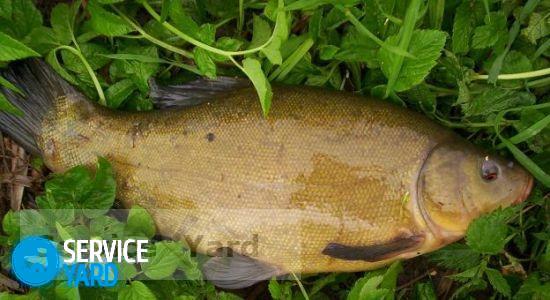 Comment nettoyer la tanche des écailles?