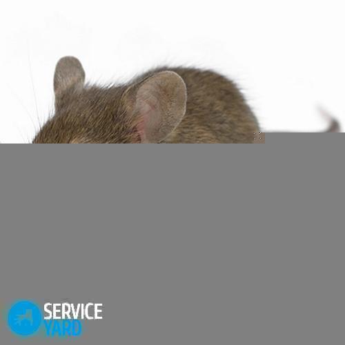 How to get rid of mice in a private house?