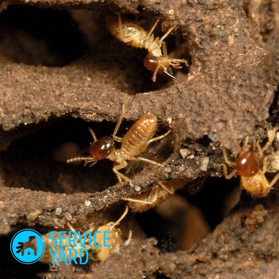 Comment se débarrasser des termites?