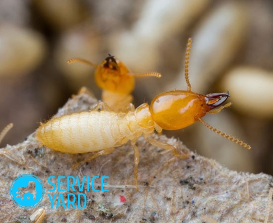 Comment se débarrasser des termites?