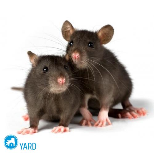 rats-500x500