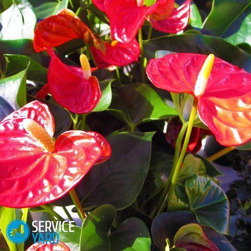 anthurium