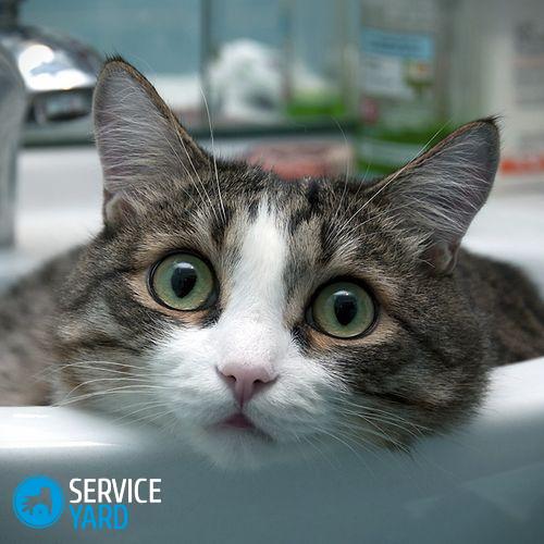 wut-i-am-just-chillng-in-a-sink