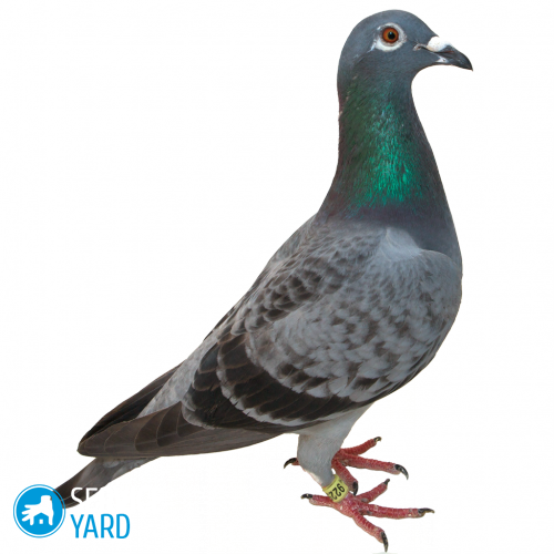 pigeon-7