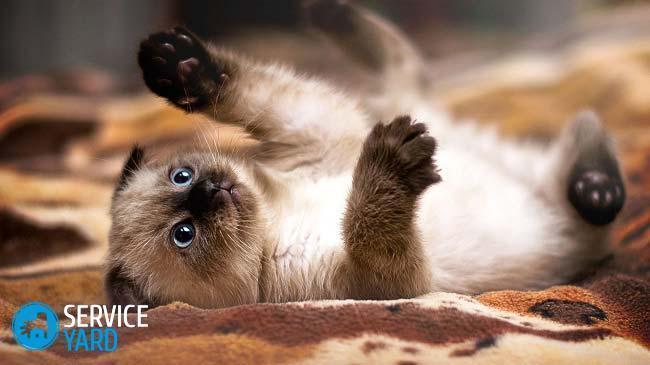 siamese-kitten-jpg-pagespeed-ce-8yjmfs36i