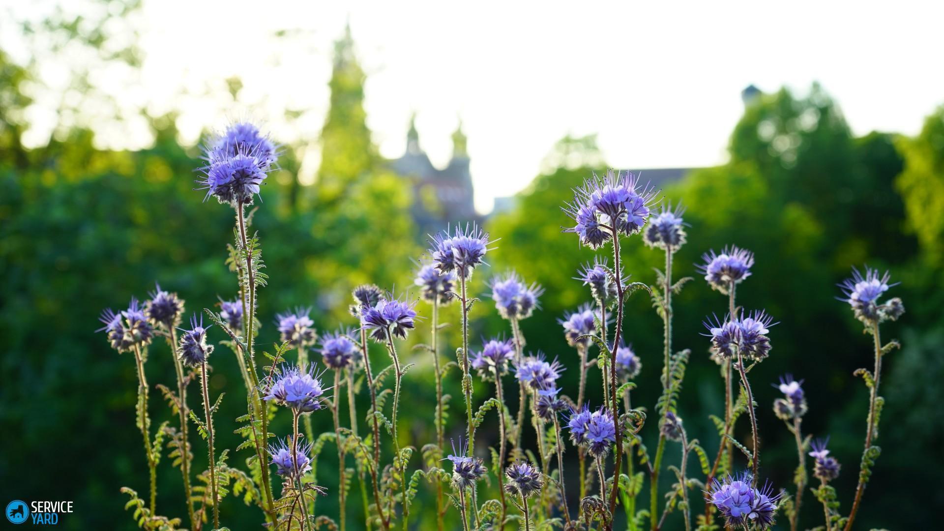 phacelia-bleu-fleurs-jardin-lumière du soleil-papier peint-1920x1080